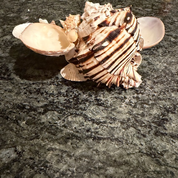 🐚 Decorative Seashell Collection 🐚 - Picture 4 of 7